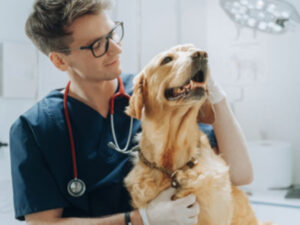 Working with Veterinary Practices